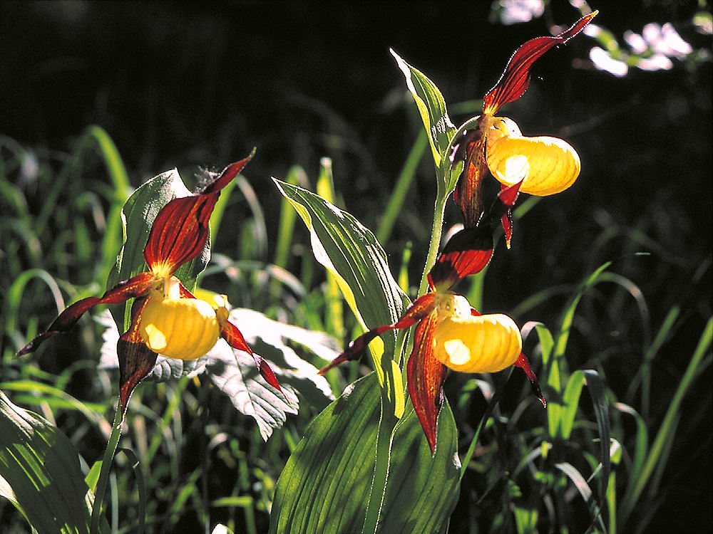 zur Übersicht Wildblumen 8