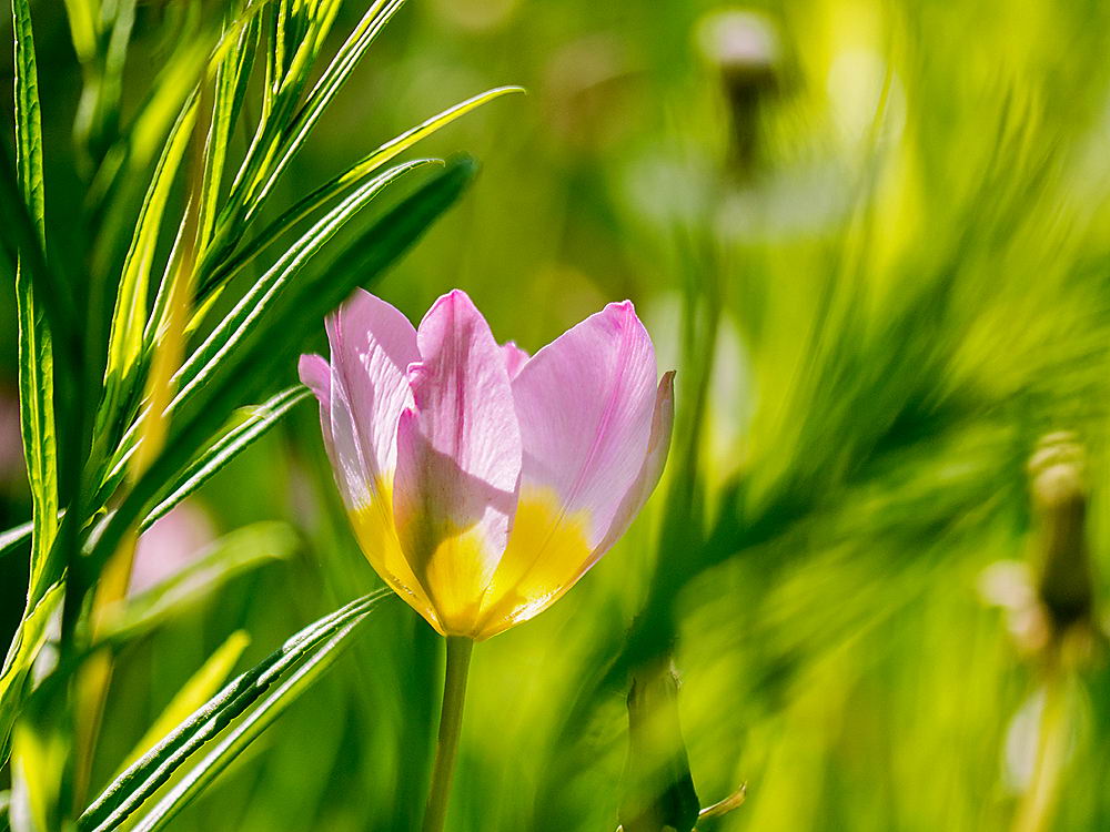 zur Übersicht Wildblumen 8