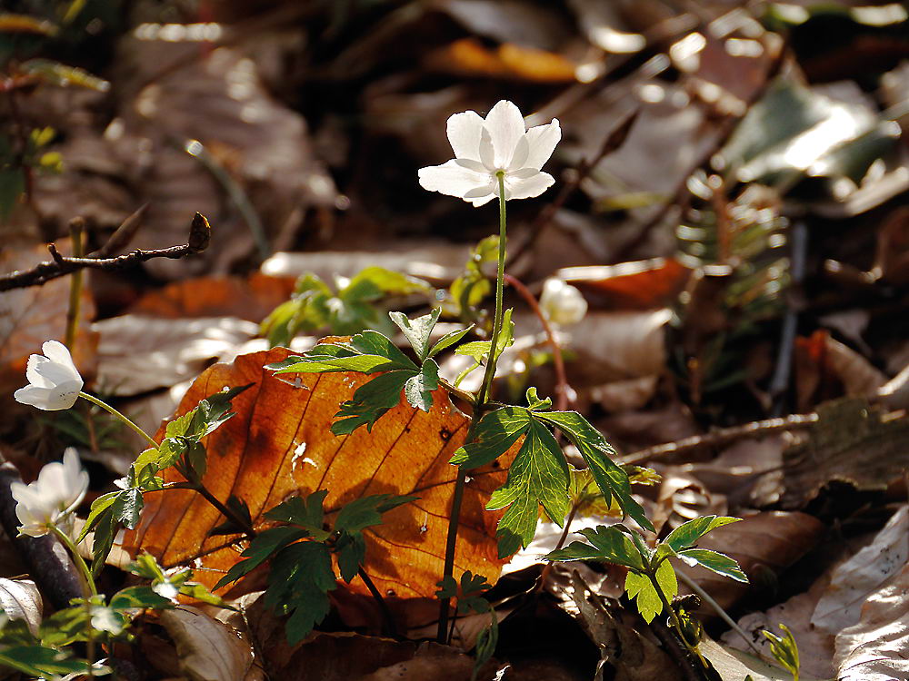 zur Übersicht Wildblumen 8