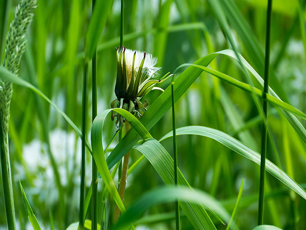 zur Übersicht Wildblumen 8