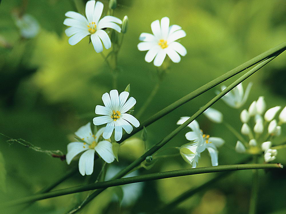 zur Übersicht Wildblumen 8