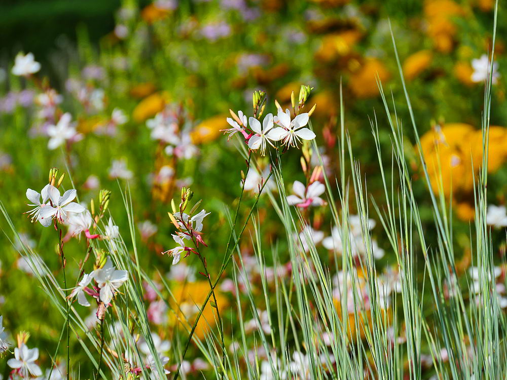 zur Übersicht Wildblumen 9