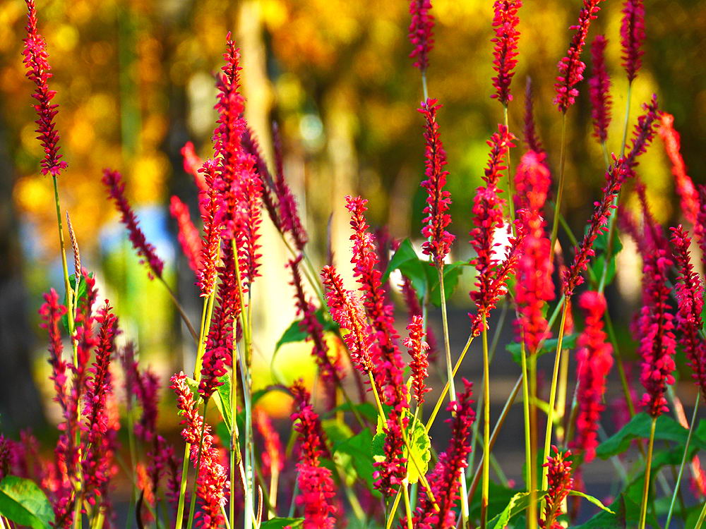 zur Übersicht Wildblumen 9