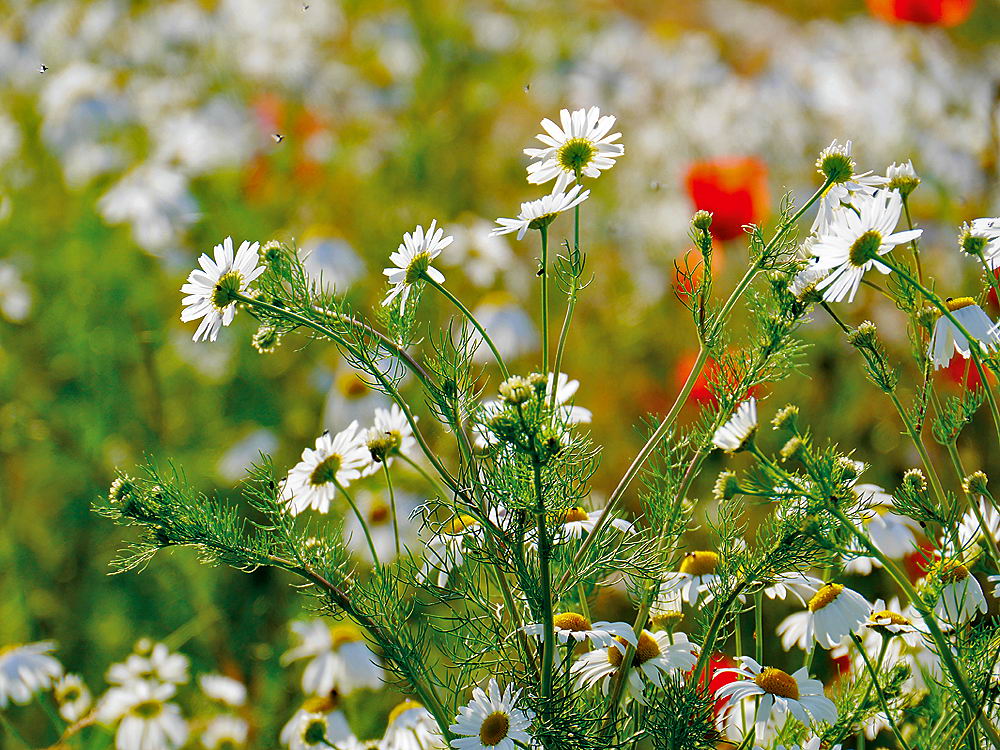 zur Übersicht Wildblumen 9