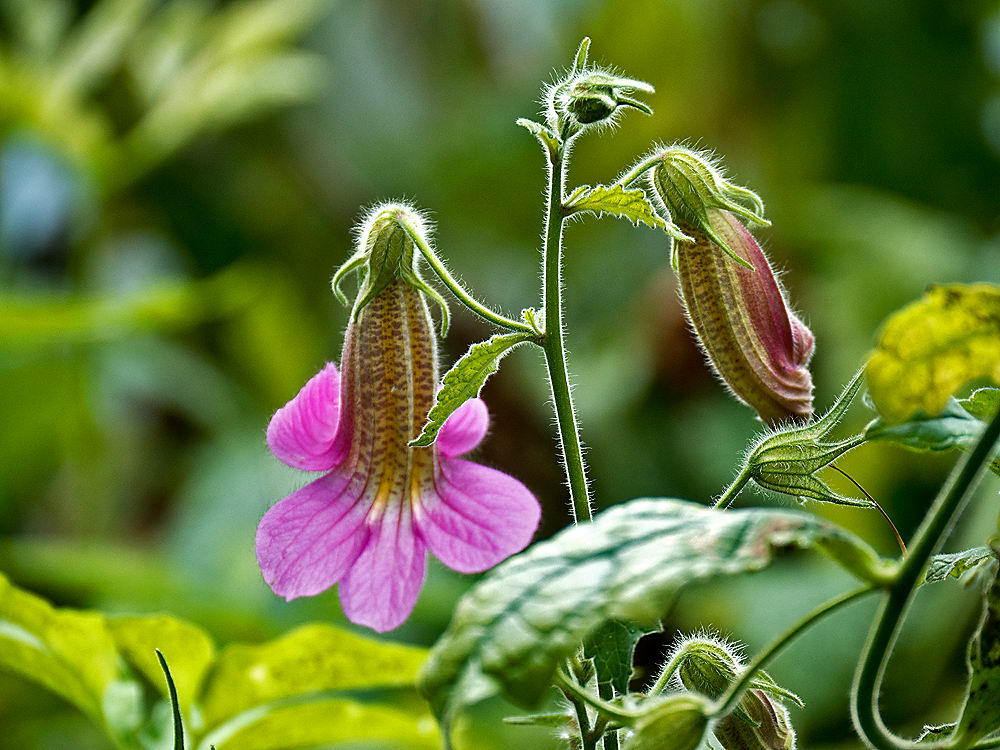 zur Übersicht Wildblumen 9