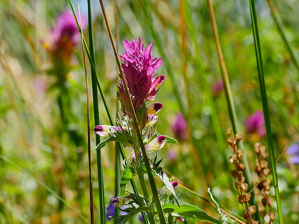 zur Übersicht Wildblumen 9