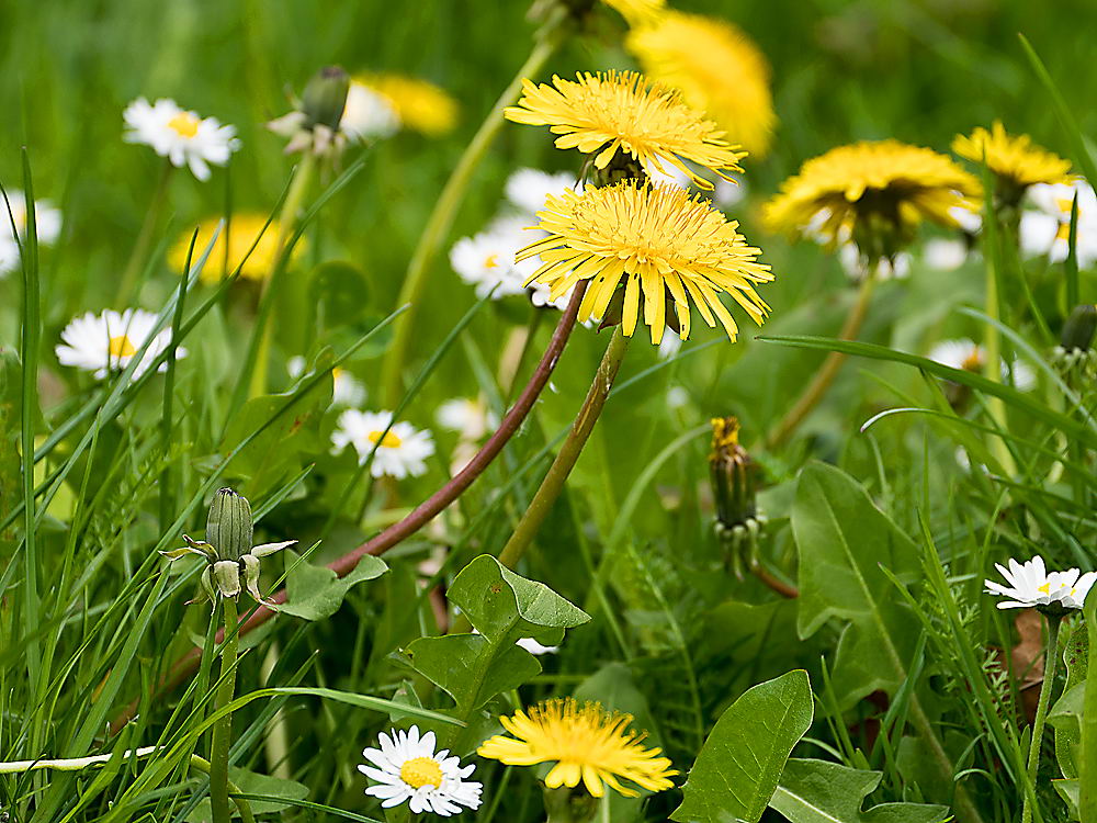 zur Übersicht Wildblumen 9