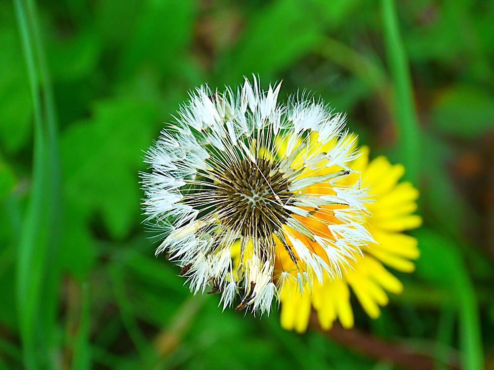 zur Übersicht Wildblumen 9