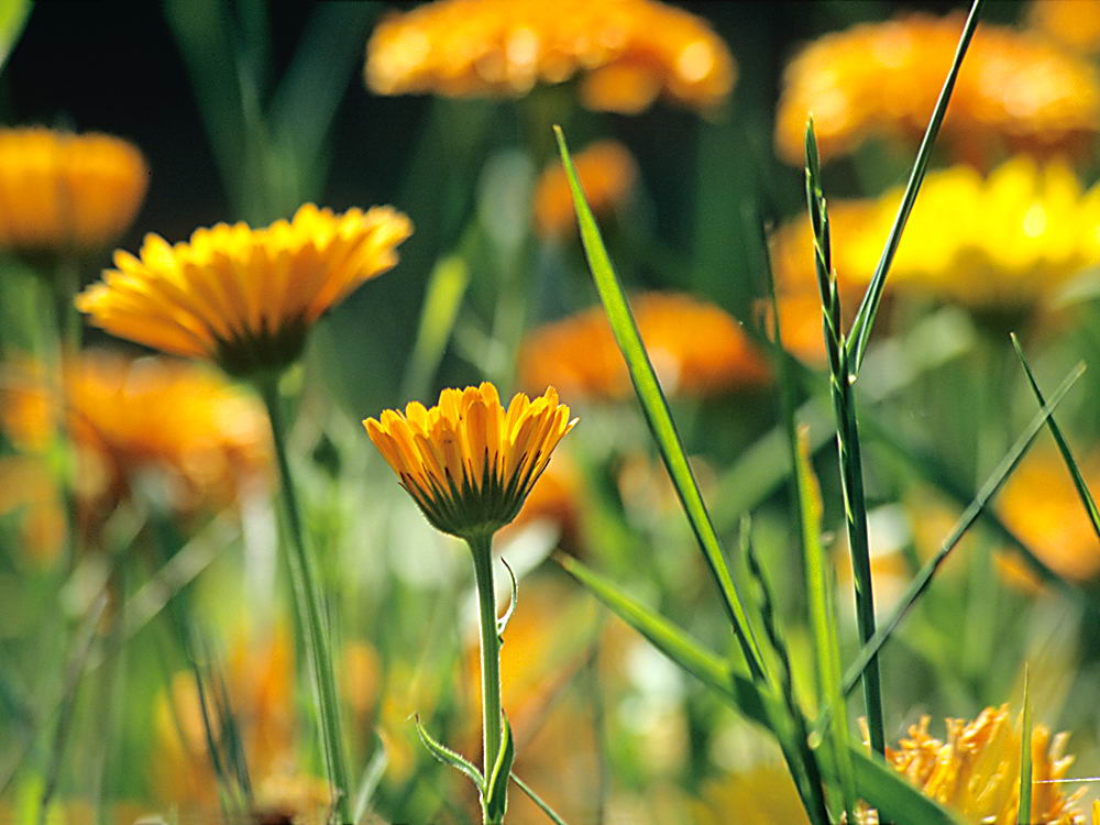 zur Übersicht Wildblumen 9