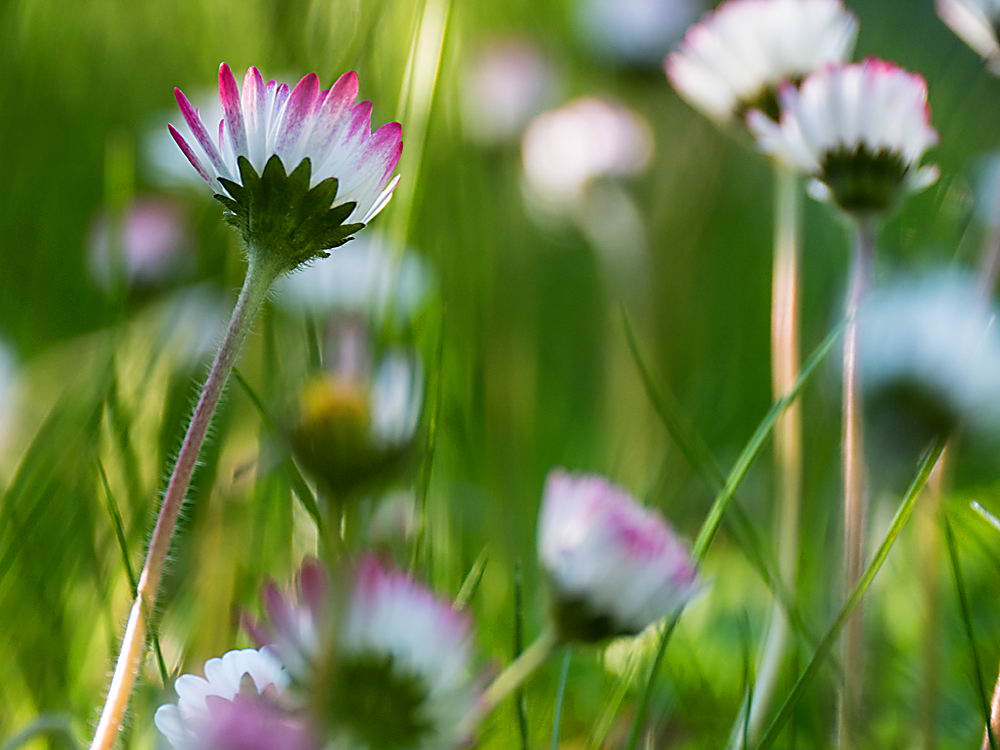 zur Übersicht Wildblumen 10