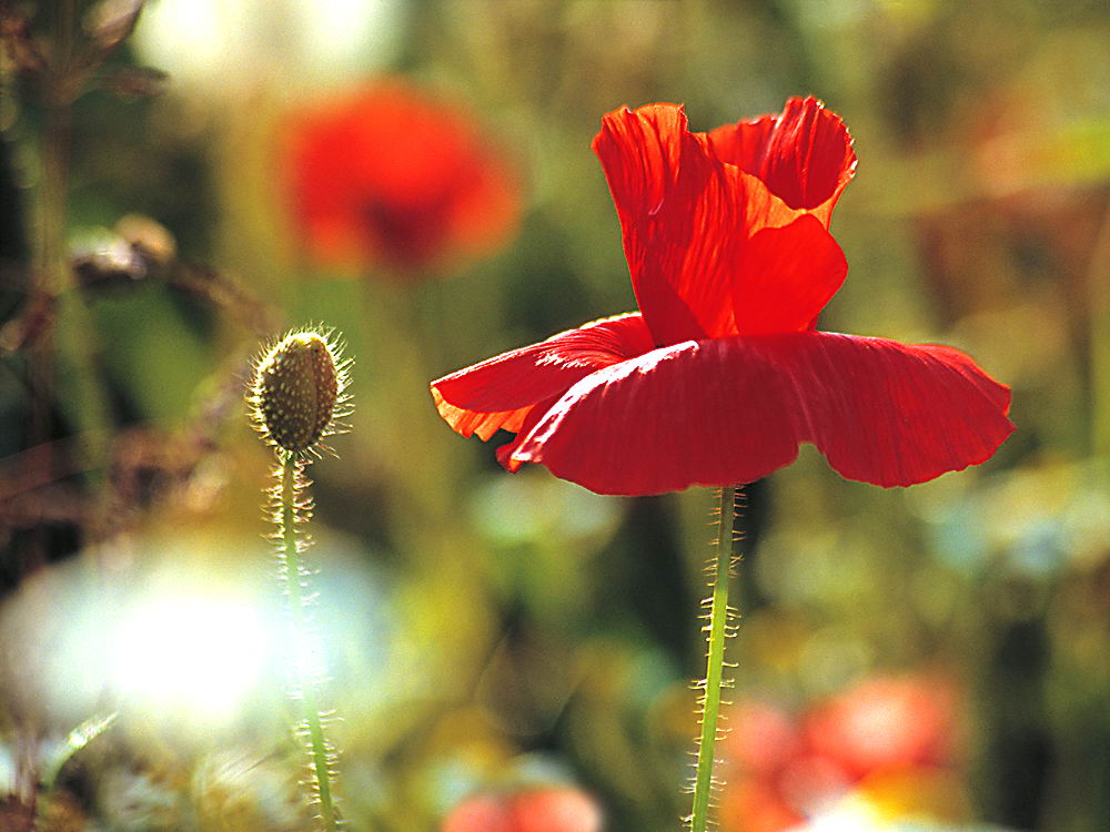zur Übersicht Wildblumen 10