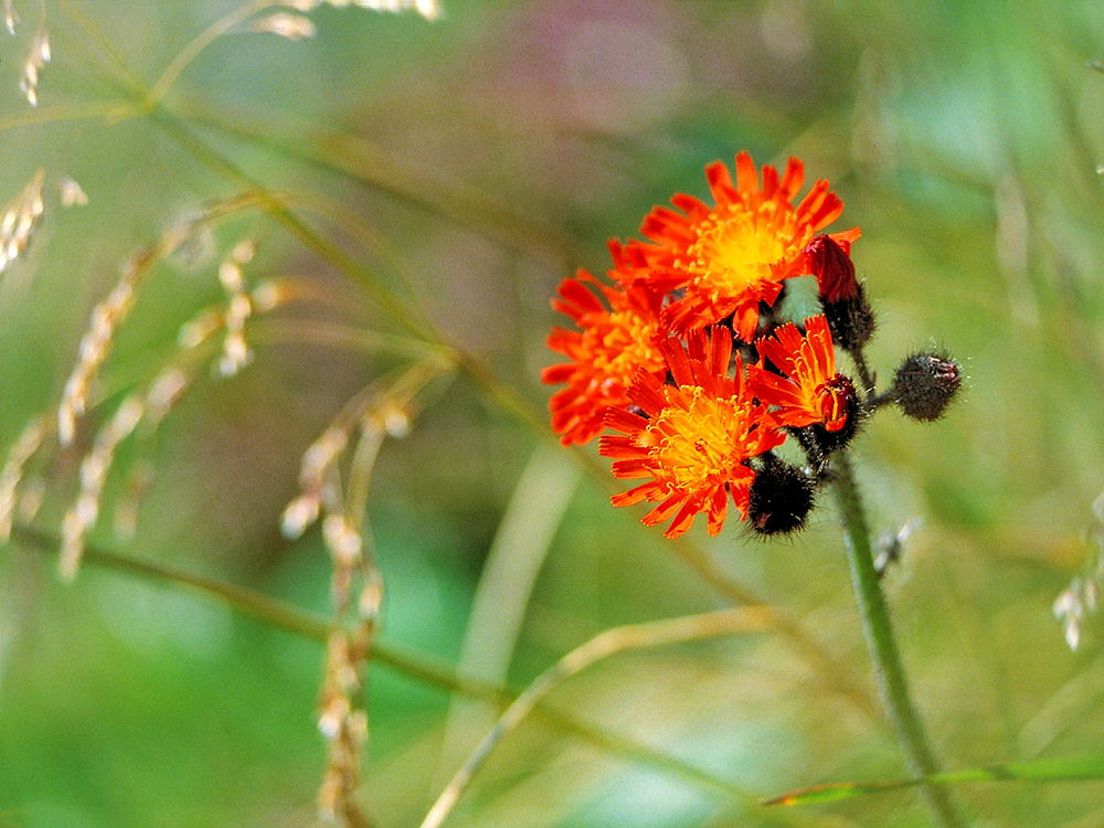 zur Übersicht Wildblumen 10