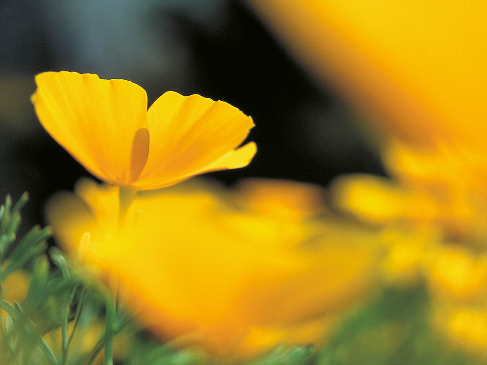 zur Übersicht Wildblumen 10