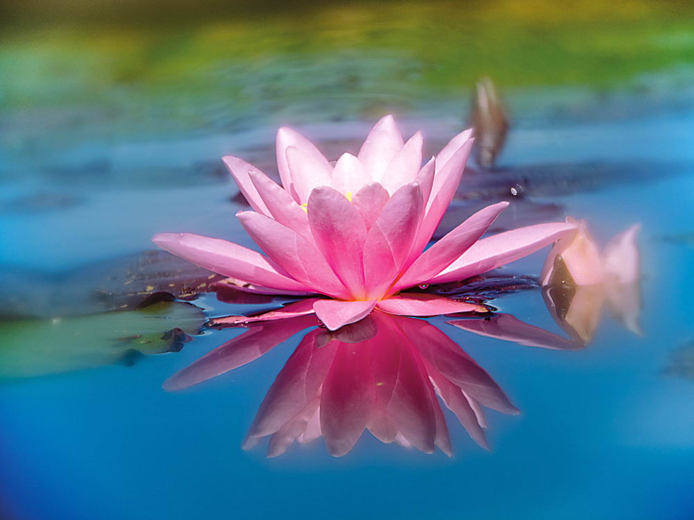 zur Übersicht Wildblumen 10