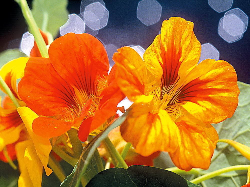 zur Übersicht Wildblumen 10