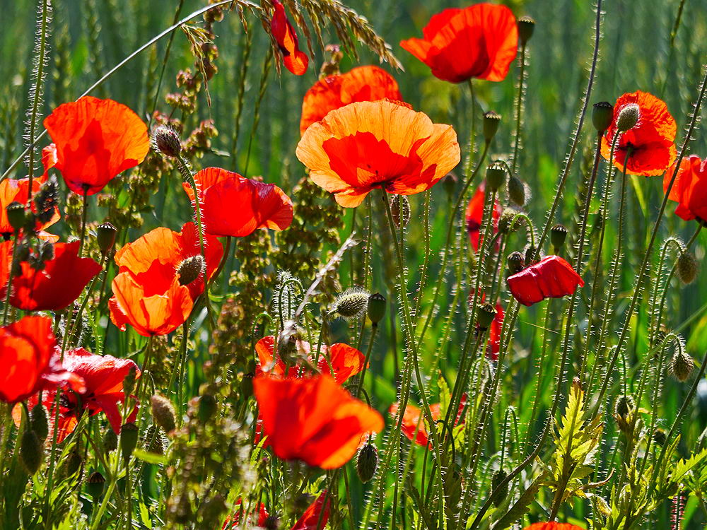 zur Übersicht Wildblumen 10
