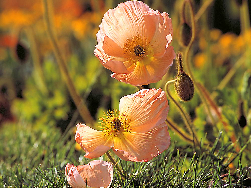 zur Übersicht Wildblumen 10