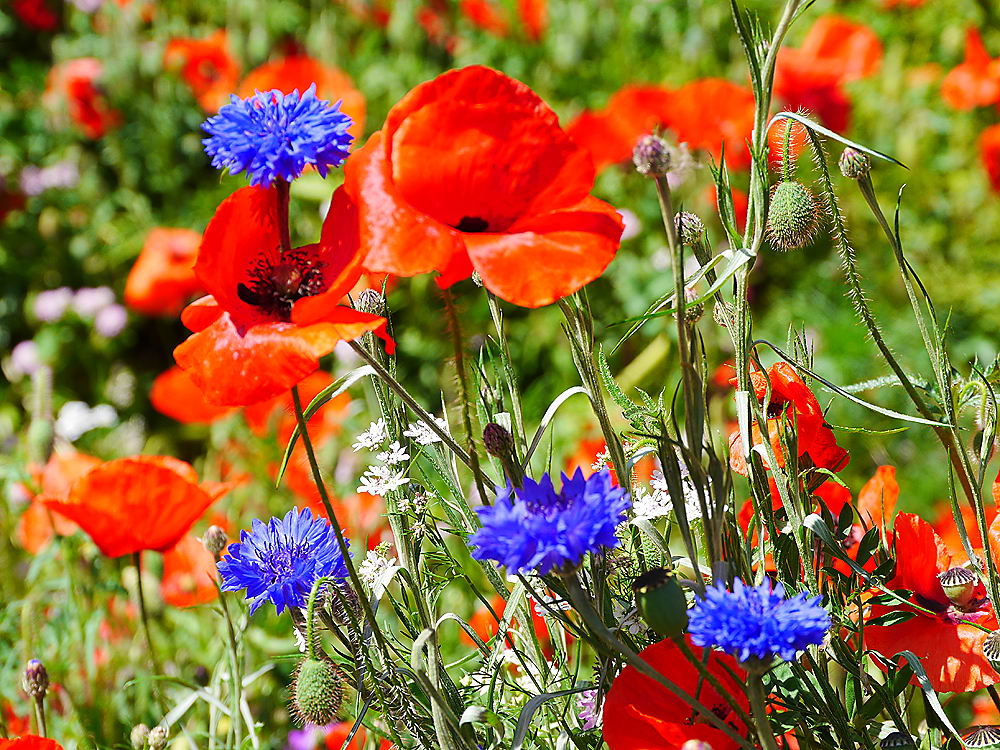 zur Übersicht Wildblumen 10