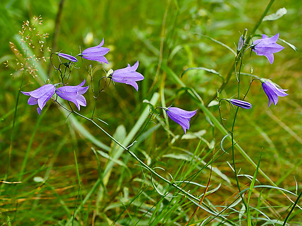 zur Übersicht Wildblumen 11