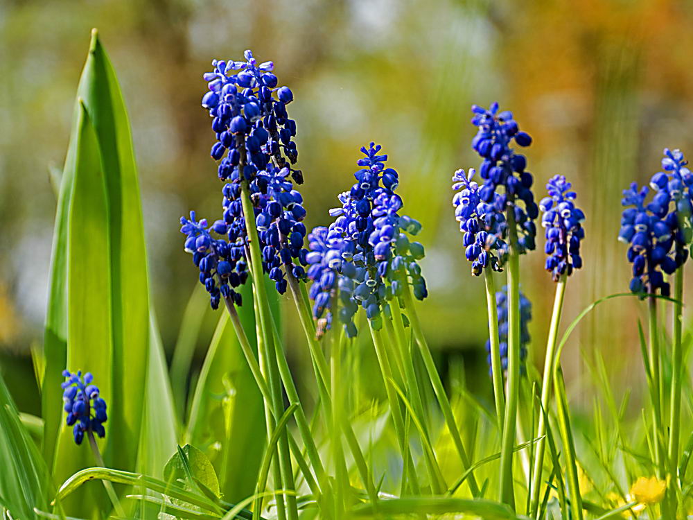 zur Übersicht Wildblumen 11