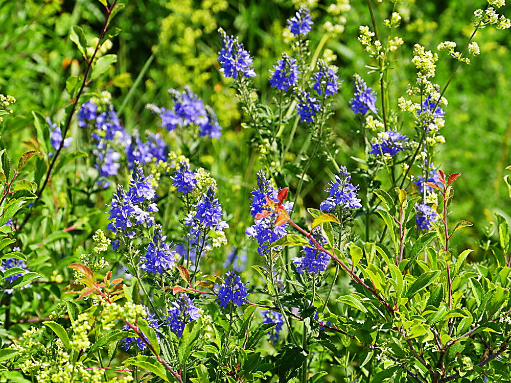 zur Übersicht Wildblumen 11