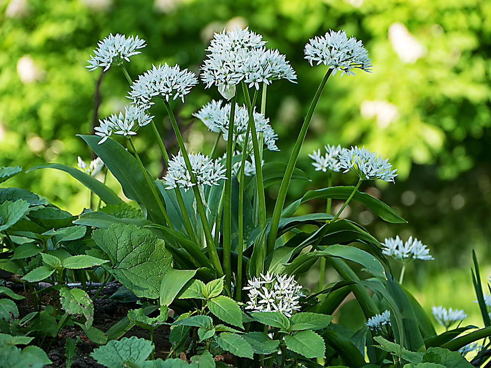 zur Übersicht Wildblumen 11