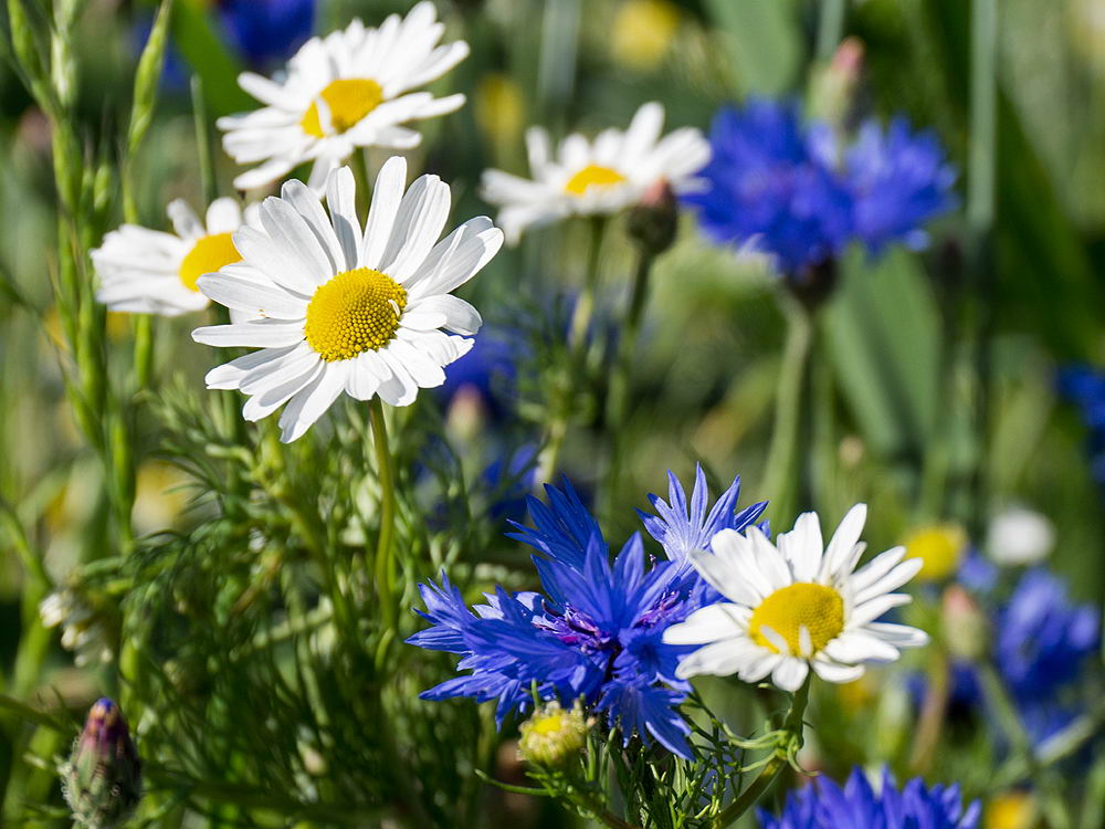 zur Übersicht Wildblumen 11