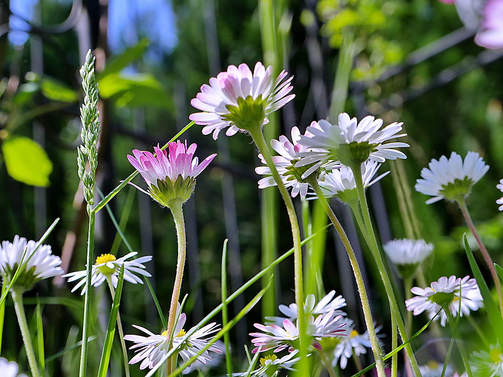 zur Übersicht Wildblumen 11