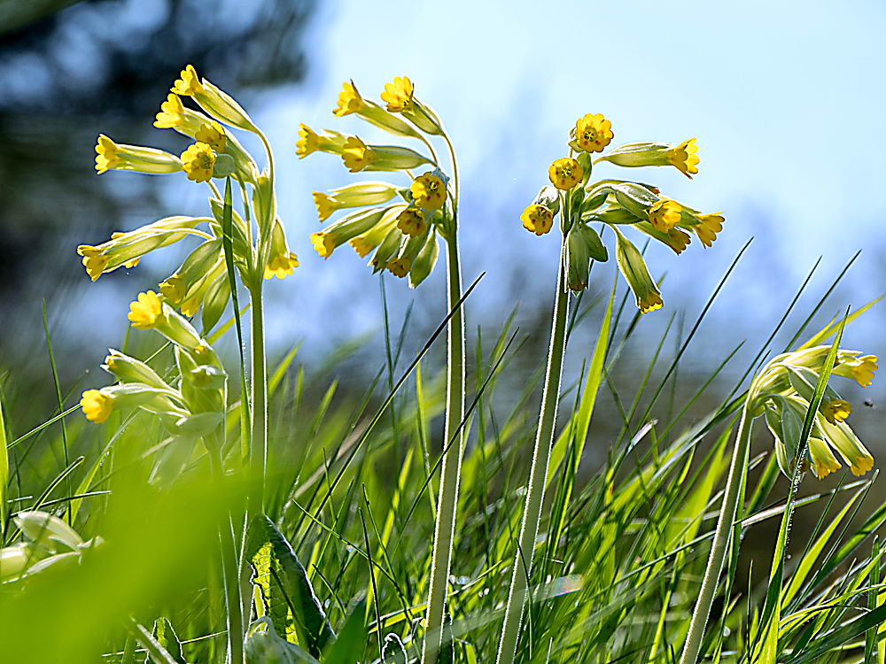 zur Übersicht Wildblumen 11