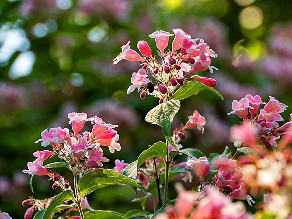 zur Übersicht Wildblumen 11