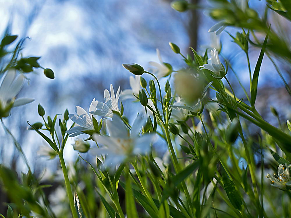 zur Übersicht Wildblumen 11