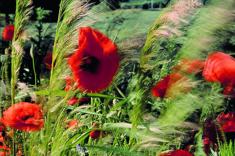 zur Übersicht Wind