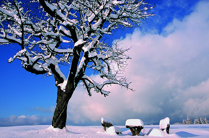 zur Übersicht Winterzauber