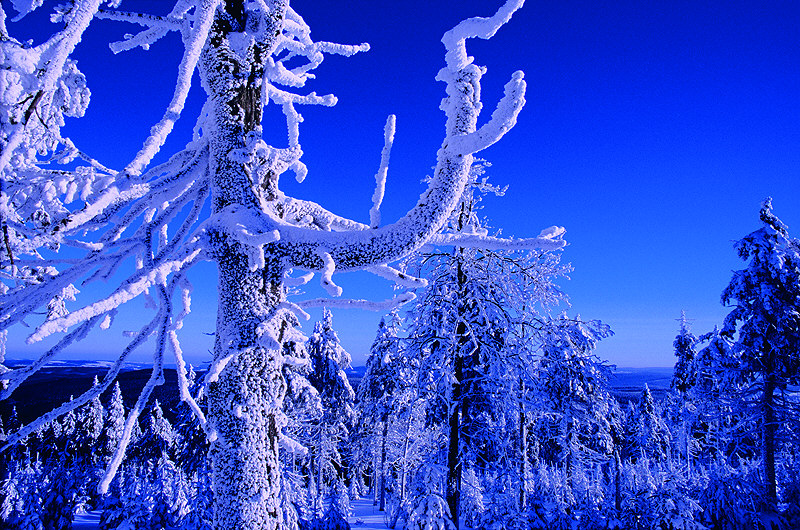 zur Übersicht Winterzauber 2