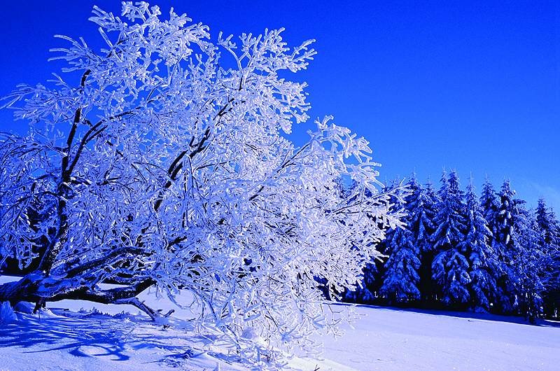 zur Übersicht Winterzauber 2