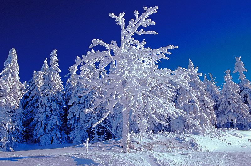 zur Übersicht Winterzauber 4