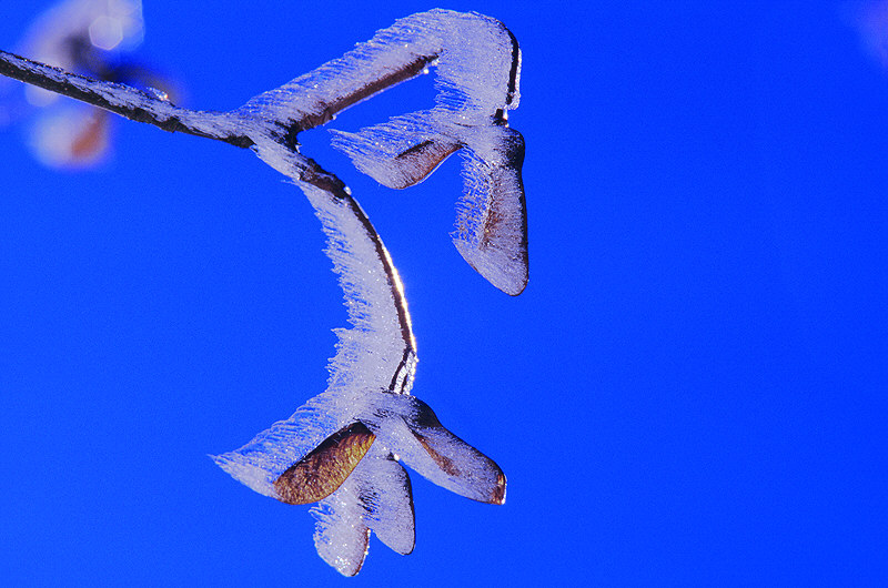 zur Übersicht Winterzauber 5