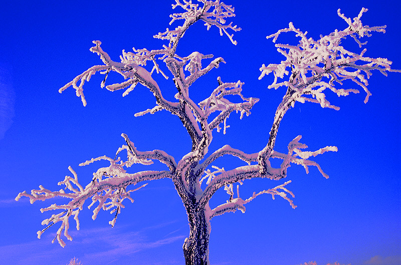 zur Übersicht Winterzauber 5