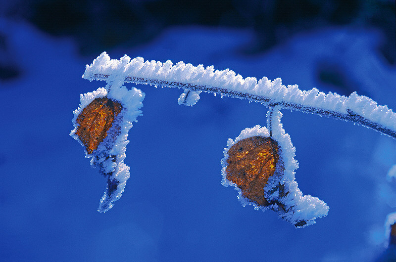 zur Übersicht Winterzauber 5