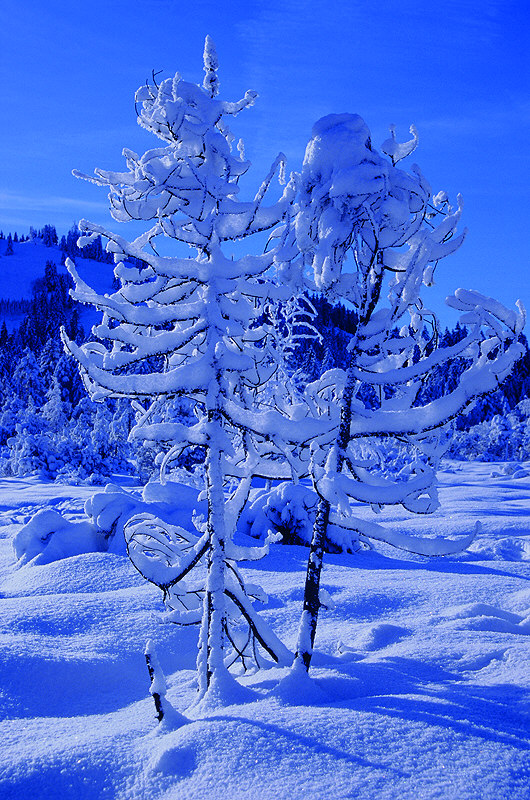 zur Übersicht Winter 7