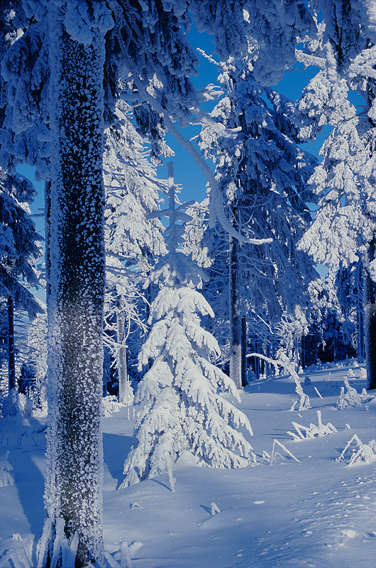 zur Übersicht Winterzauber 8