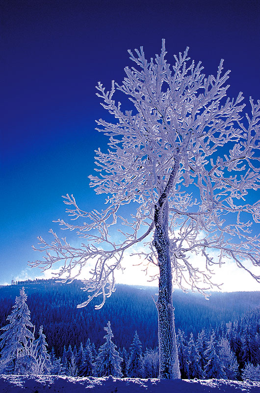 zur Übersicht Winterzauber 8