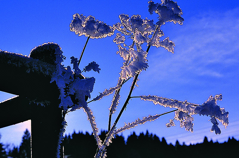 zur Übersicht Zaungäste I