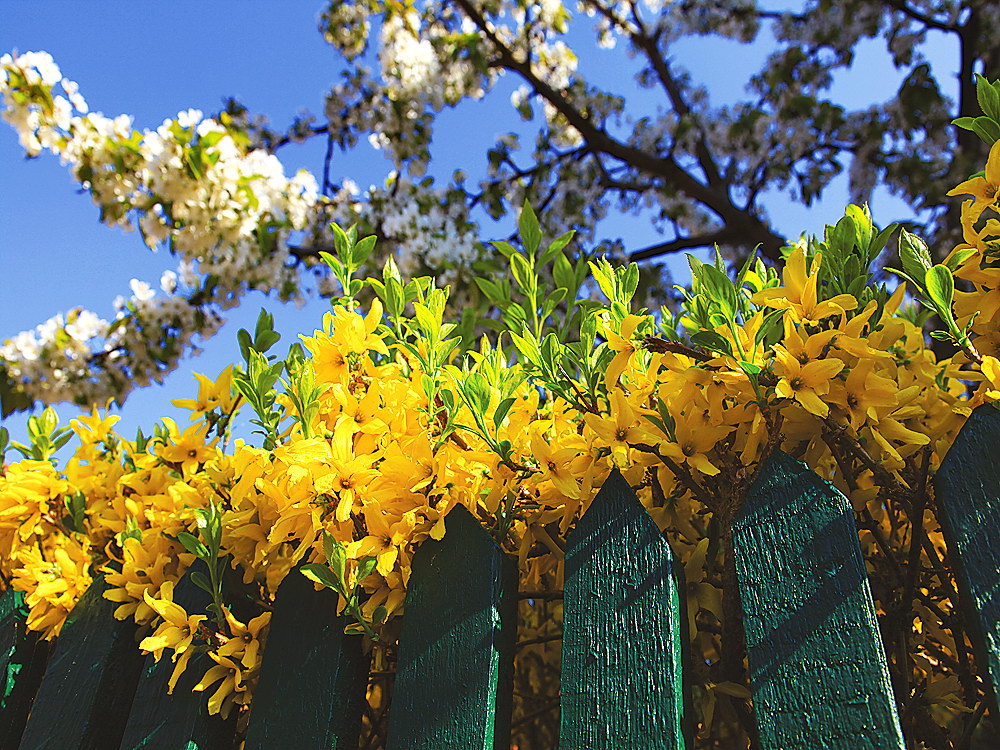 zur &Uuml;bersicht Zaung&auml;ste 8