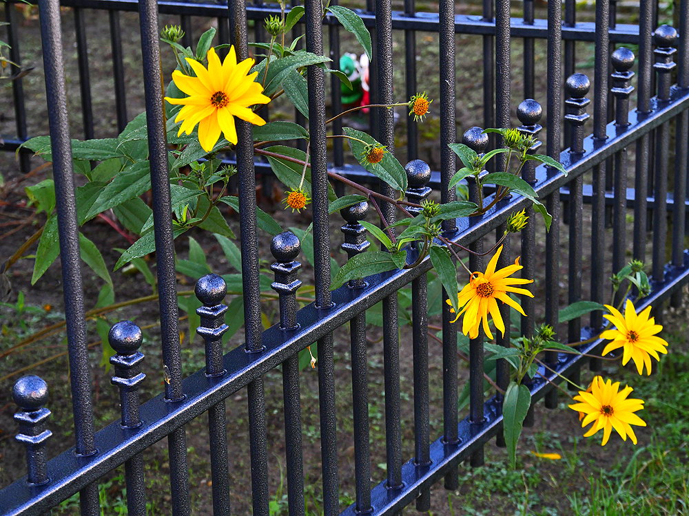 zur &Uuml;bersicht Zaung&auml;ste 8