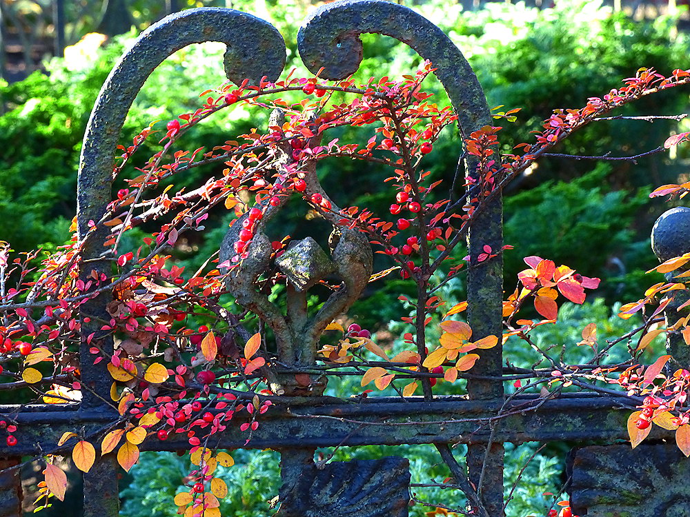 zur &Uuml;bersicht Zaung&auml;ste 8