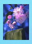 Minikarte Mandelblüte 312