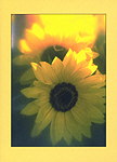 Minikarte Sonnenblumen 305