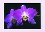 Minikarte Orchidee 311