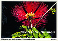 Exotische Blumen